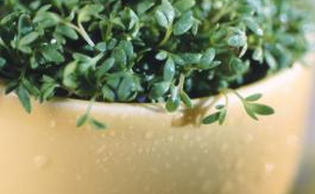 thyme