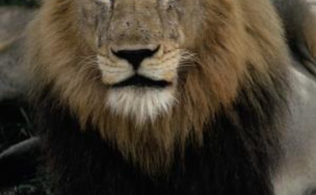 The disobedient prophet was killed by a lion.