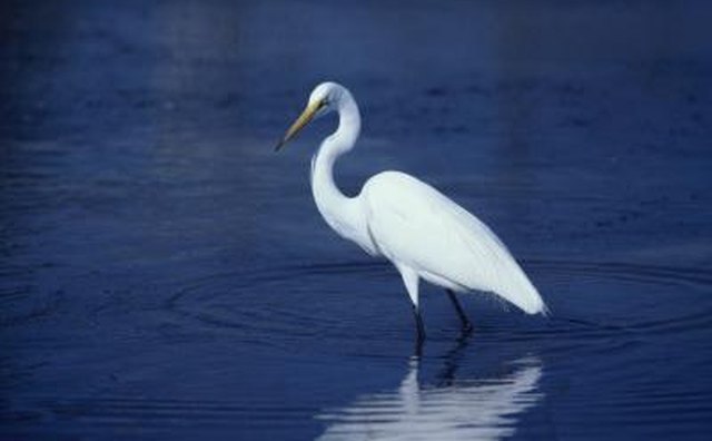 An American egret.