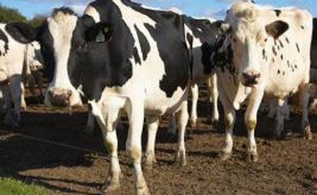 Farm-bound 4-H members will need to know all about livestock.