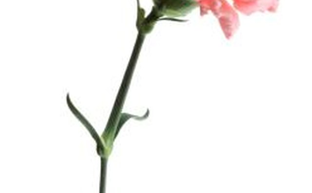 Seasonal flowers, while they may not last long, have a marked meaning on a grave.