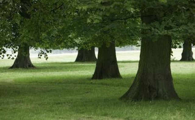 Trees are metaphors.