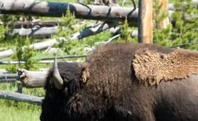 The buffalo was an important animal to the Plains Indian tribes.