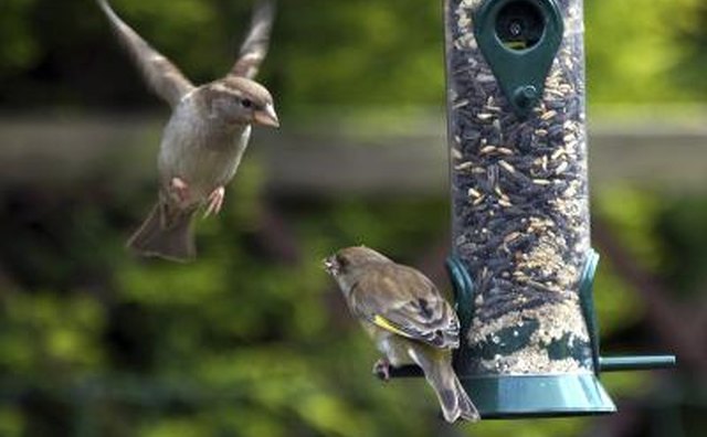 Bird landing on feeder