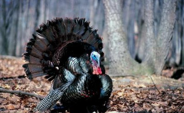 A Turkey.