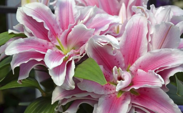 An arrangement of delicate pink stargazer lillies.