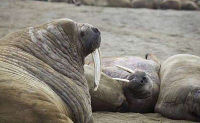 A marine mammal peddling ring was recently busted for illegally selling tusks.