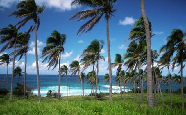St. Kitts