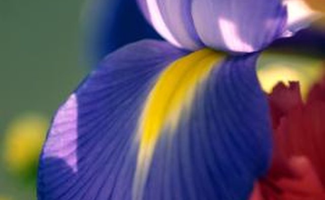 This brilliant iris is only one of more than 200 varieties.