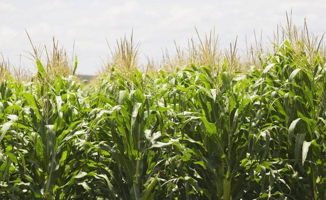 Corn stalks growing.