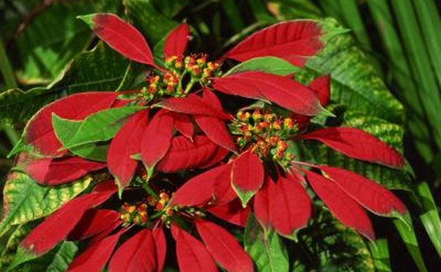 A poinsettia plant.