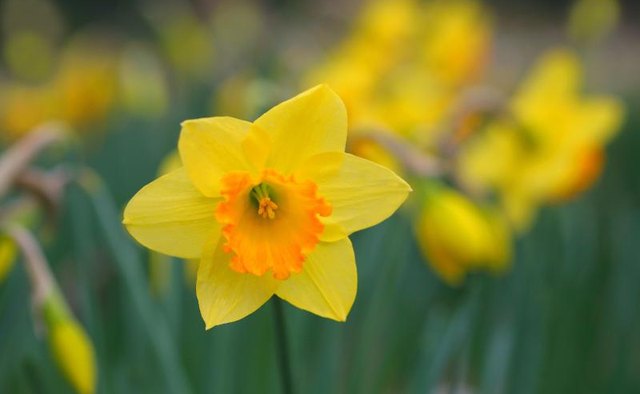 A yellow daffodil.