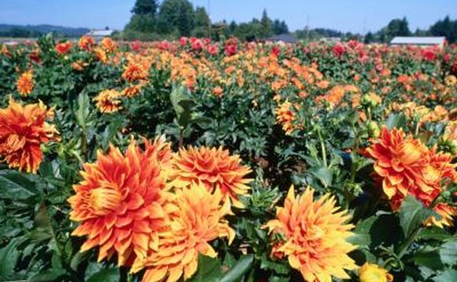 Field of flowering dahlias