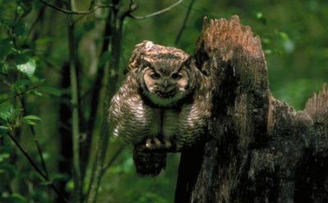 An ominous horned owl.
