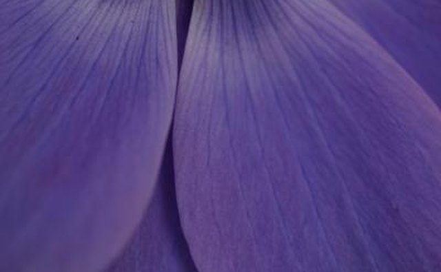 The color purple is the sign of royalty