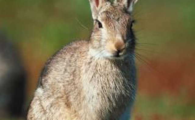 Shoshone women processed rabbit furs and other animal hides for clothing.