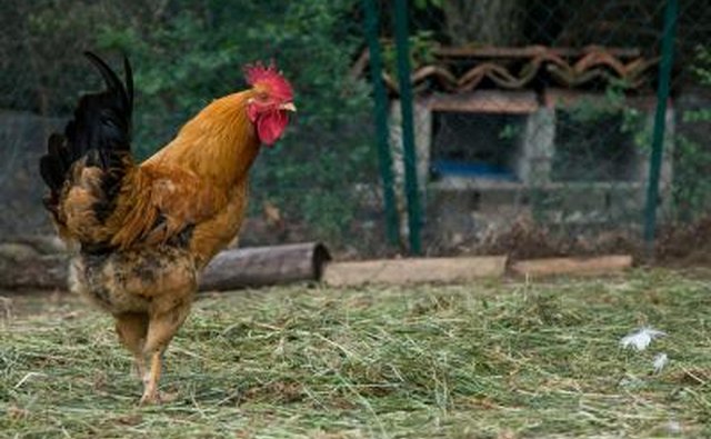 Rooster