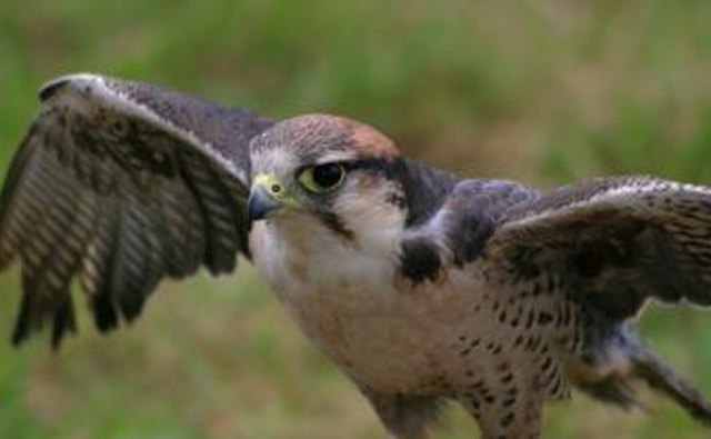 A sparrow hawk.