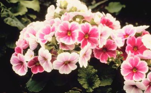 Assorted blooming primroses