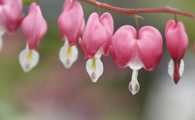 Bleeding heart blossoms