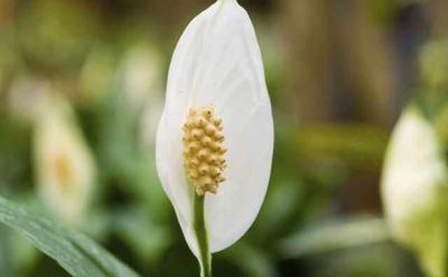 Peace lily.