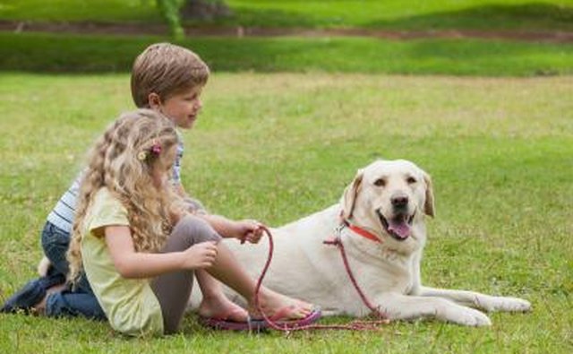 Working with pets is helpful for shy 12-year-olds.