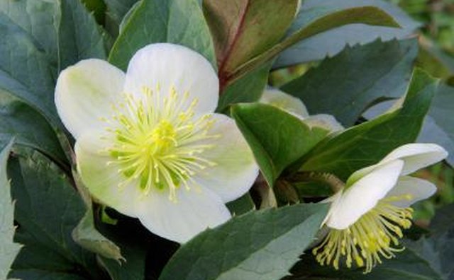 White Helleborus.
