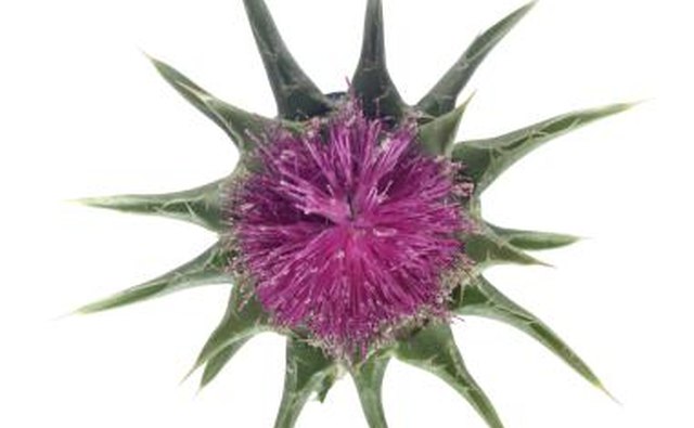 Purple Thistle flower.