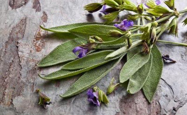 Flowering sage