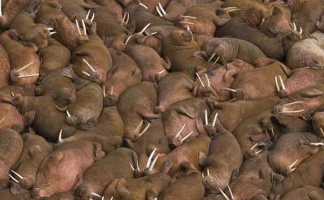 Authentic ivory tusks can be worth thousands of dollars.