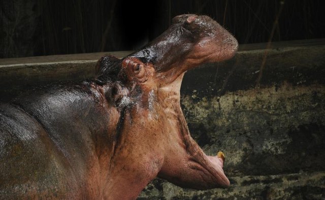 A hippo yawns at a zoo at night.