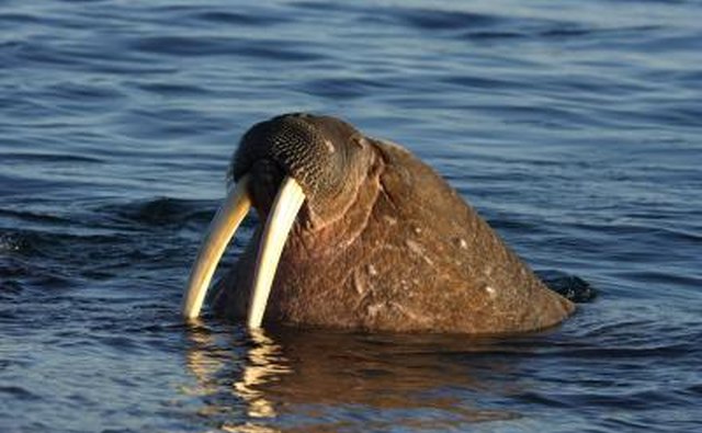 Tusks cannot be sold outside of Alaska since the Marine Mammal Protection Act.