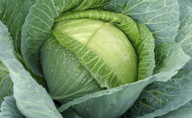 Cabbage in garden