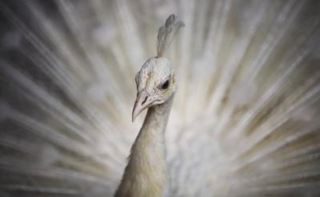Dancing white peacock