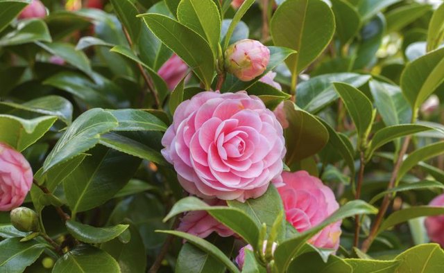 Gorgeous pink camelias blooming on a bush.