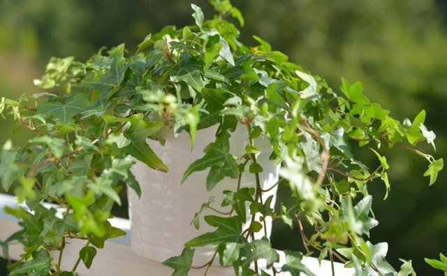 A pot of ivy resting on a porch railing outdoors.
