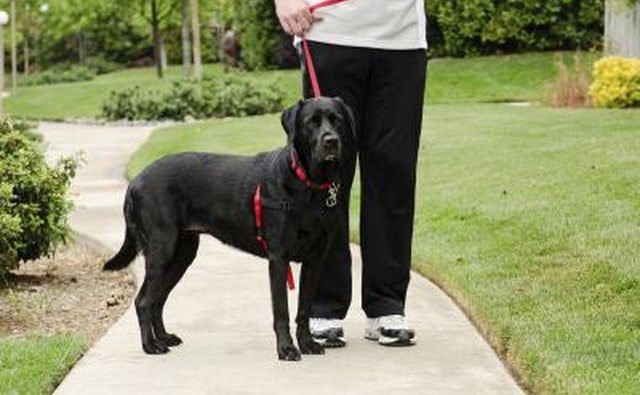 Volunteer to walk the dog.