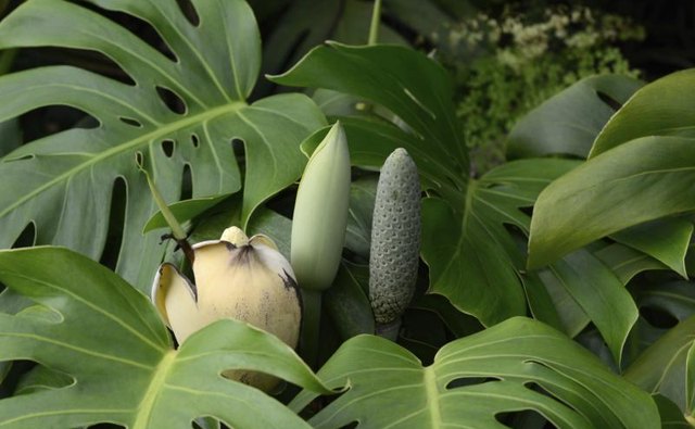 Philodendron plants.