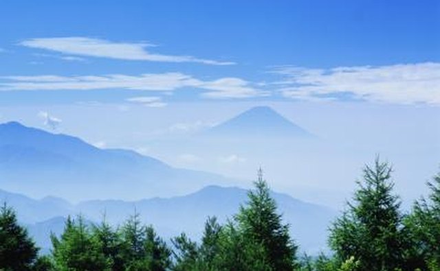 Evergreens in front of Mt. Fuji