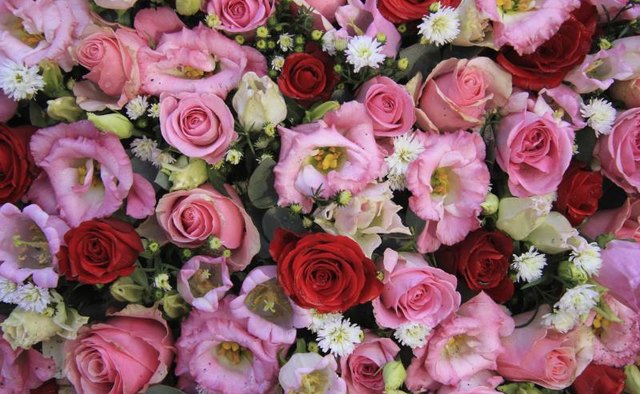 Assortment of pink and red flowers