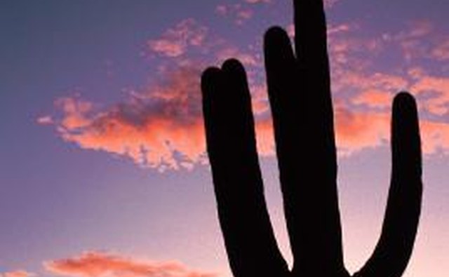 Saguaro National Park, Arizona