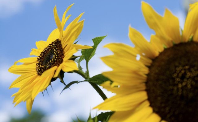 Sunflowers in front of a blue sky.