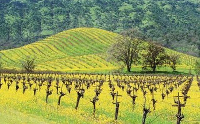 Mustard seed vineyard.