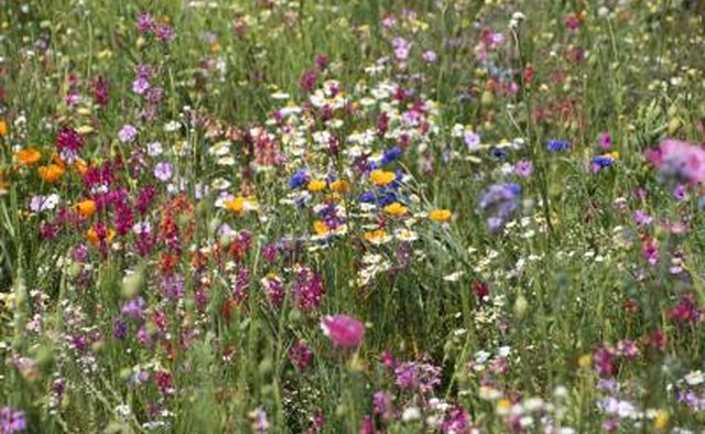 Flowers of Beauty