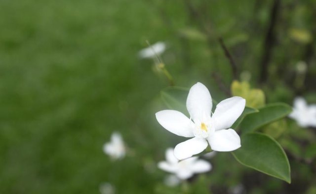 A stephanotis flower in a garden.