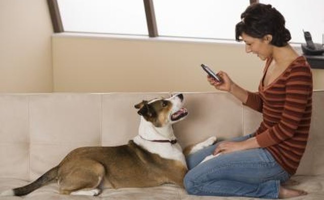 dog breeder receiving phone call