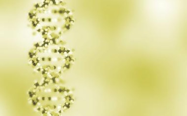 Genes are an important factor in determining a girl's height.