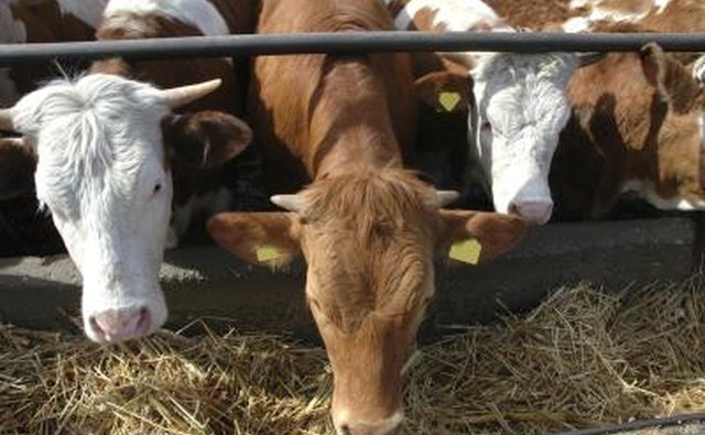 18 percent of the world's greenhouse gases come from livestock production.