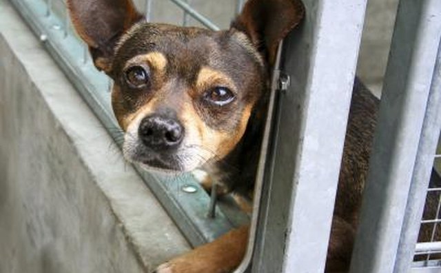 dog at animal shelter