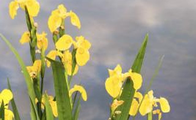 Yellow irises